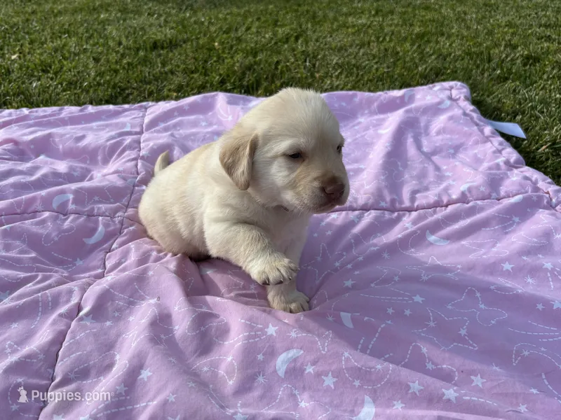 Georgia  – Labrador Retriever puppy for sale in Sacramento, CA