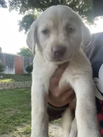Lilly , a female Labrador Retriever for sale in Sacramento, CA – 1 of 1