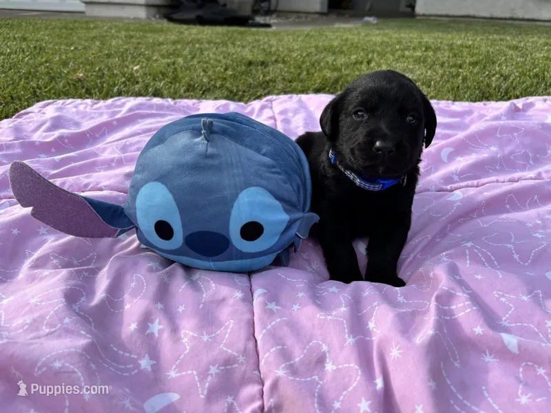 George  – Labrador Retriever puppy for sale in Sacramento, CA