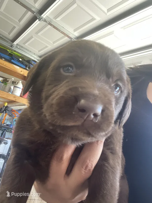 Brown puppy – Labrador Retriever puppy for sale in Sacramento, CA