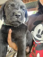 Photo of Green collar 
