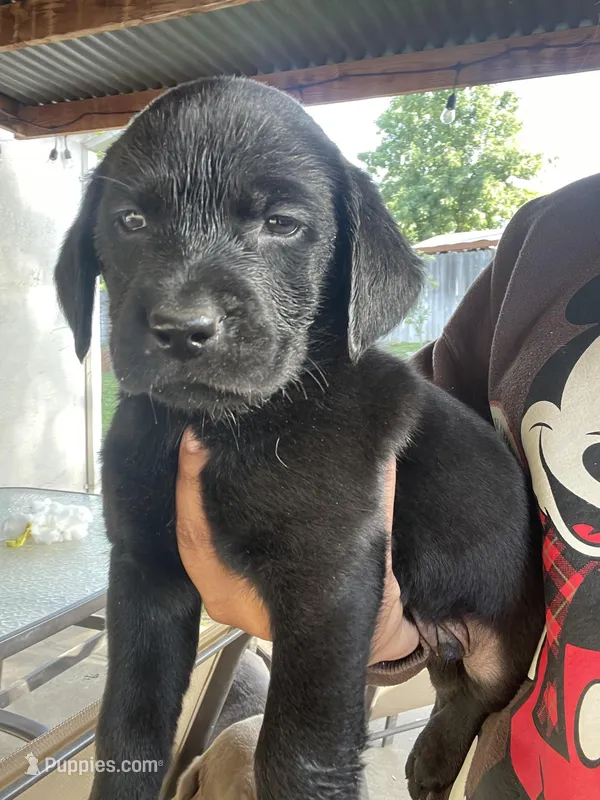 Tucker  – Labrador Retriever puppy for sale in Sacramento, CA