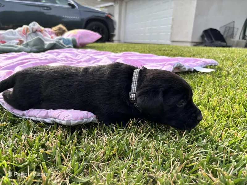 Tucker  – Labrador Retriever puppy for sale in Sacramento, CA