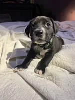 Sisco , a  American Pit Bull Terrier for sale in Cleburne, TX – 5 of 7