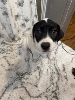 Batman, a male American Bully and American Pit Bull Terrier for sale in Cleburne, TX – 8 of 9
