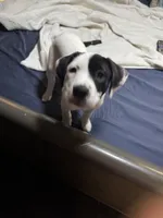 Everleigh , a female American Bully and American Pit Bull Terrier for sale in Cleburne, TX – 5 of 6