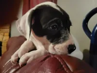 Batman, a male American Bully and American Pit Bull Terrier for sale in Cleburne, TX – 4 of 9