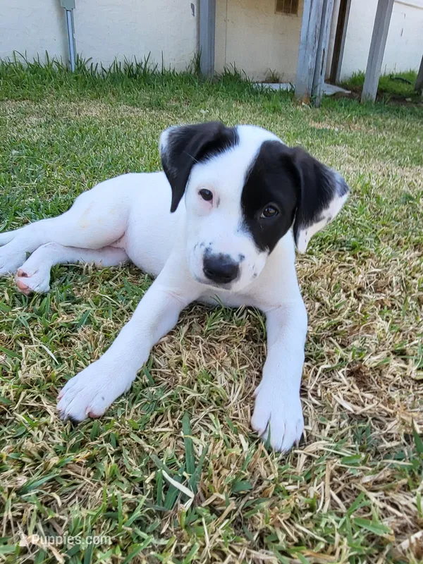 Everleigh  – American Bully, American Pit Bull Terrier puppy for sale in Cleburne, TX