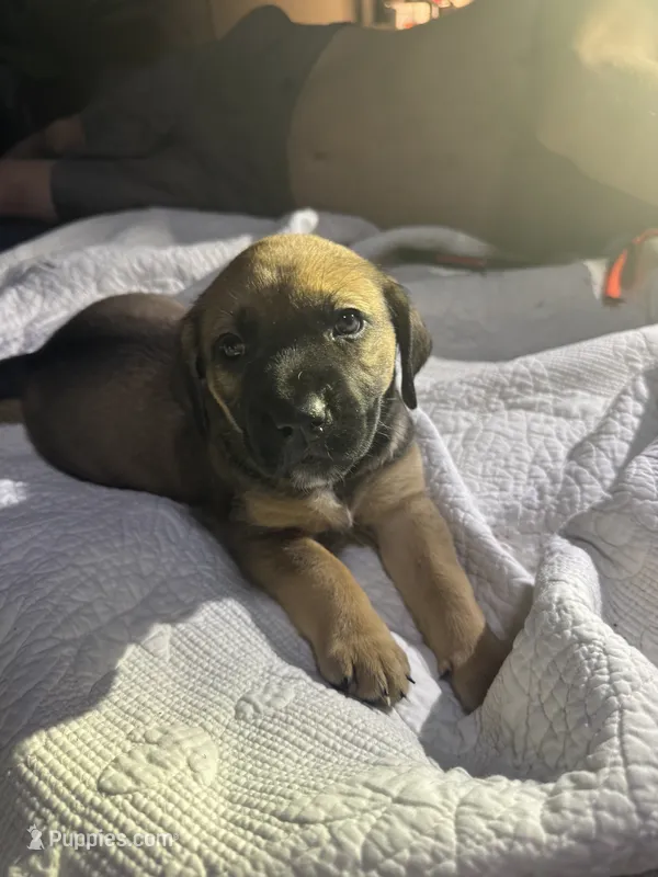 Savvy – American Bully, American Pit Bull Terrier puppy for sale in Cleburne, TX