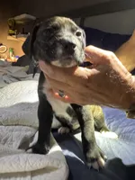 Sisco , a  American Pit Bull Terrier for sale in Cleburne, TX – 2 of 7