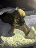 Savvy, a female American Bully and American Pit Bull Terrier for sale in Cleburne, TX – 3 of 9