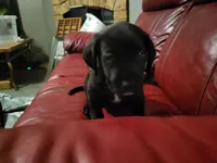 Nikko, a  American Pit Bull Terrier for sale in Cleburne, TX – 1 of 2