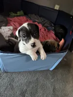 Batman, a male American Bully and American Pit Bull Terrier for sale in Cleburne, TX – 9 of 9