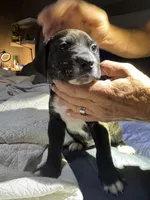Sisco , a  American Pit Bull Terrier for sale in Cleburne, TX – 3 of 7