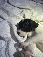 Batman, a male American Bully and American Pit Bull Terrier for sale in Cleburne, TX – 5 of 9