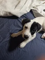 Everleigh , a female American Bully and American Pit Bull Terrier for sale in Cleburne, TX – 6 of 6