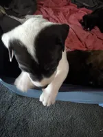 Batman, a male American Bully and American Pit Bull Terrier for sale in Cleburne, TX – 7 of 9