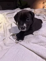 Sisco , a  American Pit Bull Terrier for sale in Cleburne, TX – 7 of 7