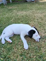 Everleigh , a female American Bully and American Pit Bull Terrier for sale in Cleburne, TX – 3 of 6