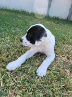 Everleigh , a female American Bully and American Pit Bull Terrier for sale in Cleburne, TX – 2 of 6