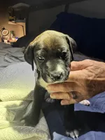 Sisco , a  American Pit Bull Terrier for sale in Cleburne, TX – 4 of 7