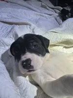 Batman, a male American Bully and American Pit Bull Terrier for sale in Cleburne, TX – 2 of 9