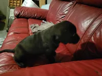Nikko, a  American Pit Bull Terrier for sale in Cleburne, TX – 2 of 2