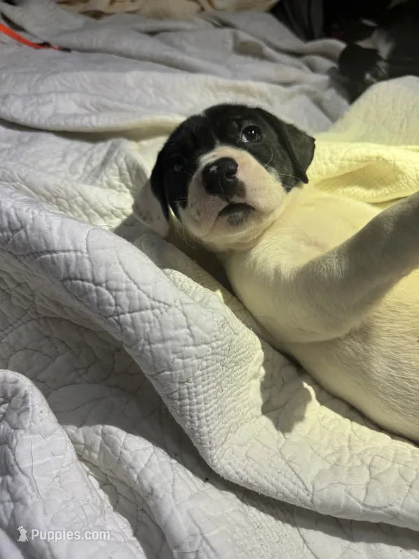 Batman – American Bully, American Pit Bull Terrier puppy for sale in Cleburne, TX