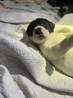 Batman, a male American Bully and American Pit Bull Terrier for sale in Cleburne, TX – 1 of 9