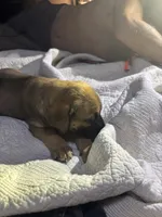 Savvy, a female American Bully and American Pit Bull Terrier for sale in Cleburne, TX – 5 of 9