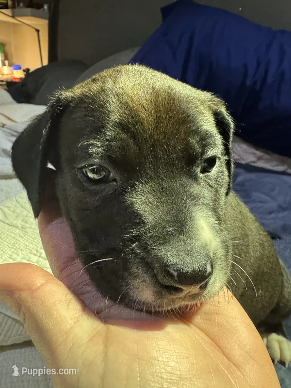 Sisco  – American Pit Bull Terrier puppy for sale in Cleburne, TX