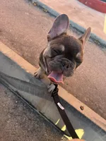Bear , a male French Brittany for sale in Las Vegas, NV – Photo 2 of 3