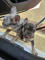 Bear , a male French Brittany for sale in Las Vegas, NV – Photo 3 of 3