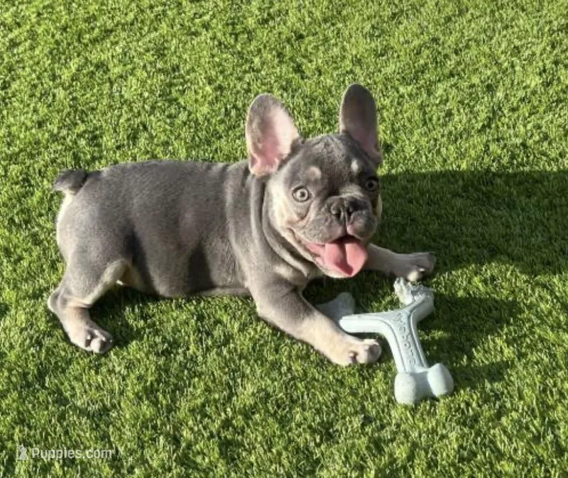 Bear  – French Brittany puppy for sale in Las Vegas, NV