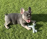 Bear , a male French Brittany for sale in Las Vegas, NV – Photo 1 of 3