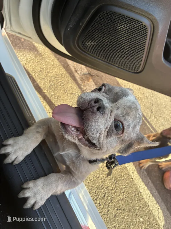 Max  – French Brittany puppy for sale in Las Vegas, NV