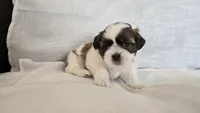 Nugget , a male Shih Tzu for sale in Providence, RI – 7 of 10