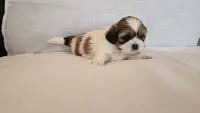 Moose, a male Shih Tzu for sale in Providence, RI – 3 of 10