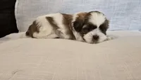 Nugget , a male Shih Tzu for sale in Providence, RI – 5 of 10