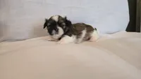 Hatchi , a male Shih Tzu for sale in Providence, RI – 2 of 9