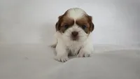 Honey , a female Shih Tzu for sale in Providence, RI – 3 of 10