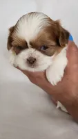 Honey , a female Shih Tzu for sale in Providence, RI – 2 of 10