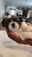 Bam, a male Shih Tzu for sale in Providence, RI – 10 of 10