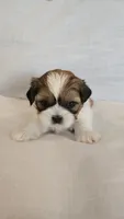 Moose, a male Shih Tzu for sale in Providence, RI – 2 of 10