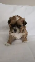 Mochi , a female Shih Tzu for sale in Providence, RI – 4 of 8