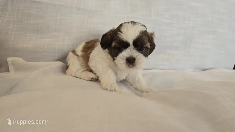 Nugget  – Shih Tzu puppy for sale in Providence, RI