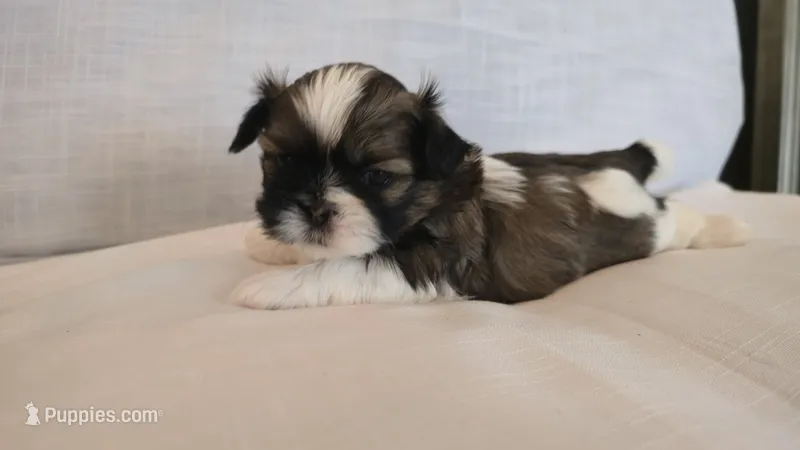 Hatchi  – Shih Tzu puppy for sale in Providence, RI