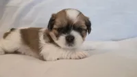 Twix , a male Shih Tzu for sale in Providence, RI – 6 of 10