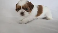 Honey , a female Shih Tzu for sale in Providence, RI – 9 of 10