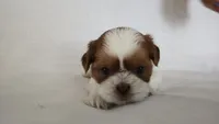 Honey , a female Shih Tzu for sale in Providence, RI – 5 of 10